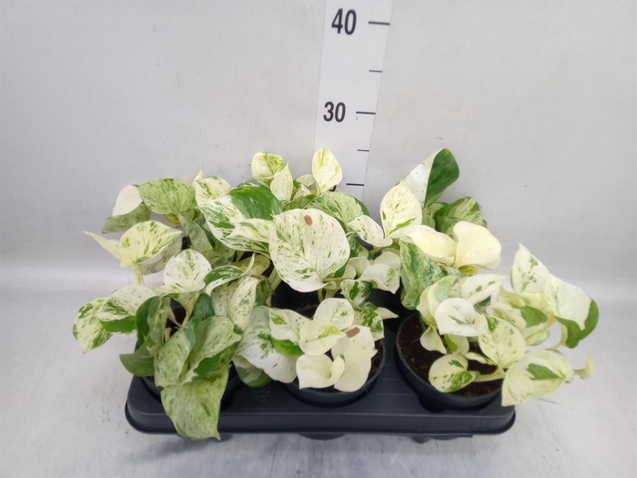 <h4>Epipremnum pinn. 'Happy Leaf'</h4>