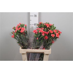 Di Tr Orange Amelie