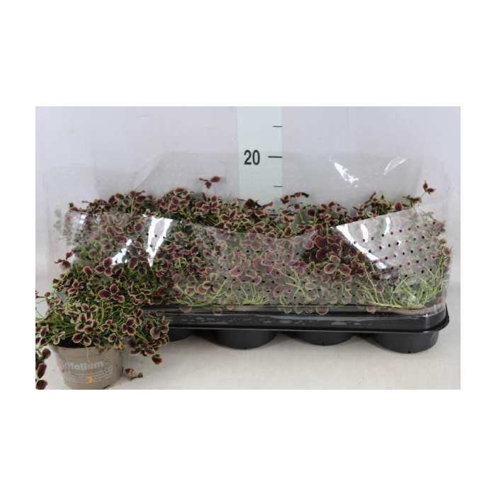 <h4>Trifolium repens 'Estelle'</h4>