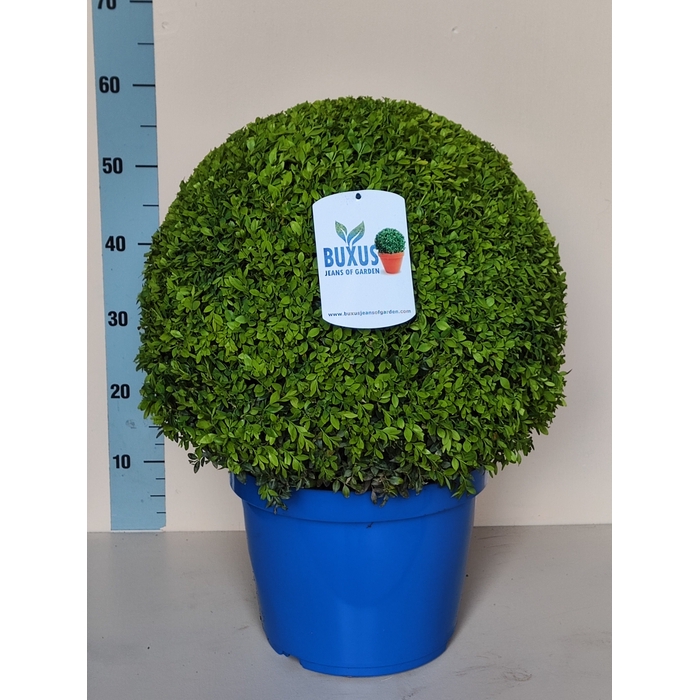 <h4>BUXU SEMPERVIRENS</h4>