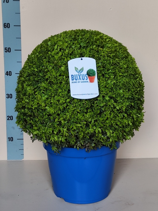 <h4>BUXU SEMPERVIRENS</h4>