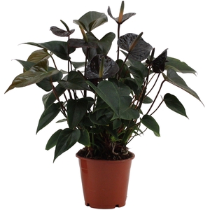 Anthurium Black Love in transparant sleeve