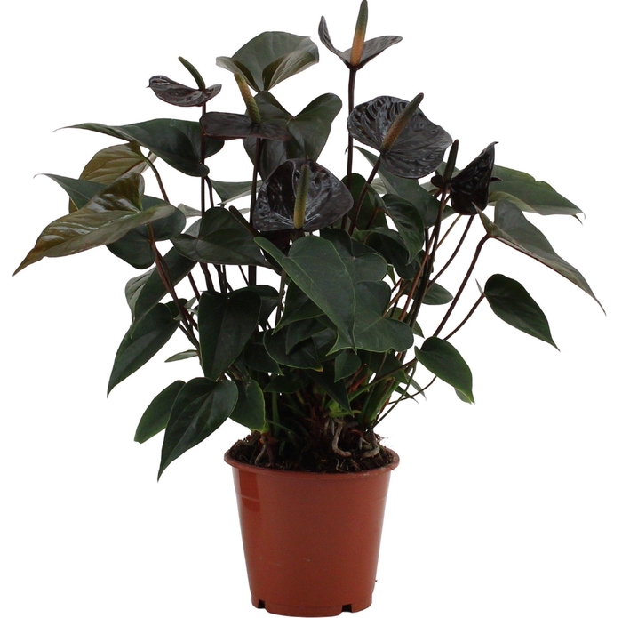 <h4>Anthurium Black Love in transparant sleeve</h4>