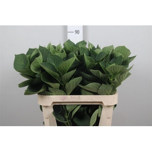 Hydr Macrophyll Blad