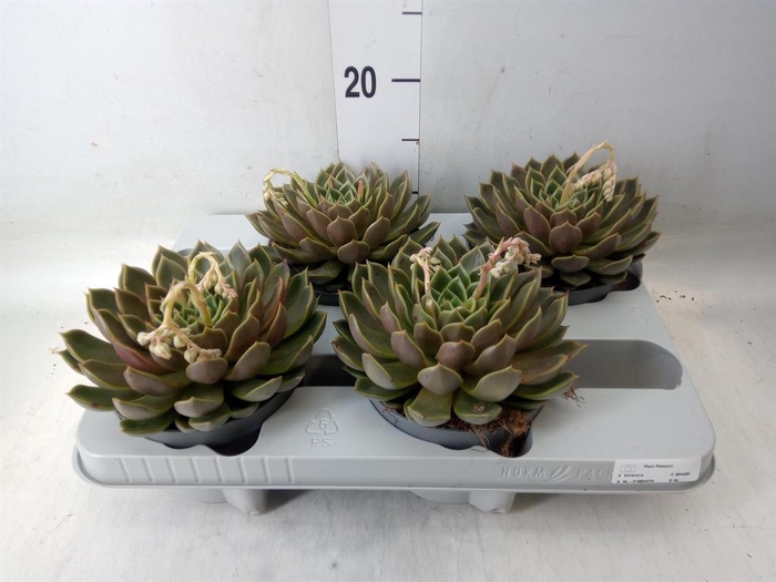 <h4>Echeveria   ...not flowering</h4>