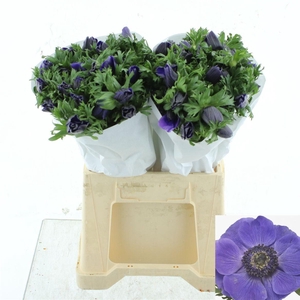 ANEM CO MIS + D BLUE