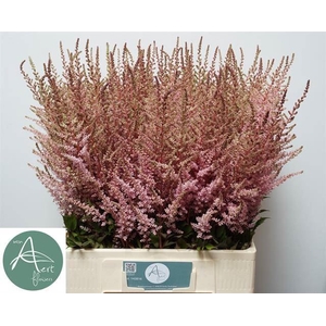 ASTILBE ARENDSII 'ERIKA'