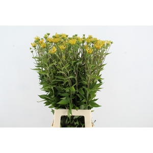 RUDBECKIA NITIDA