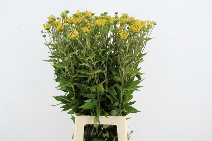 <h4>RUDBECKIA NITIDA</h4>