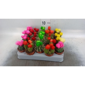Cactus   ...decorated