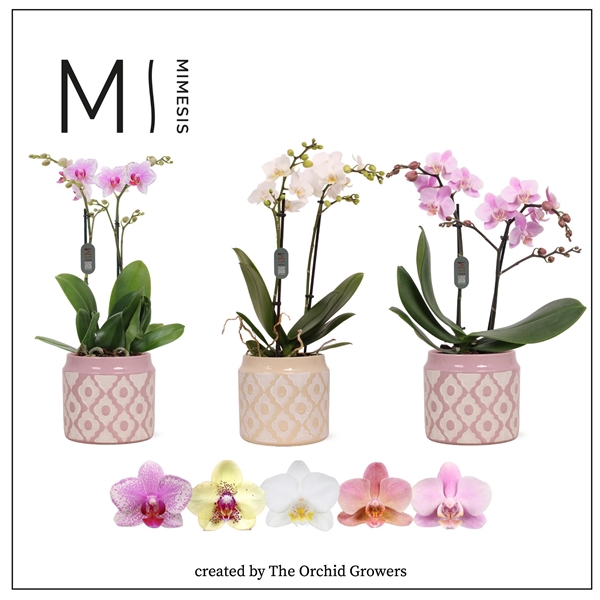 <h4>Mimesis Phal. Multi Mix - 2 spike 12cm in Lio ceramic</h4>