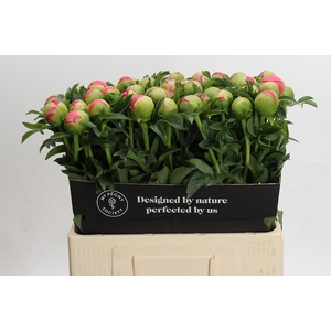 Paeonia coral sunset XXL