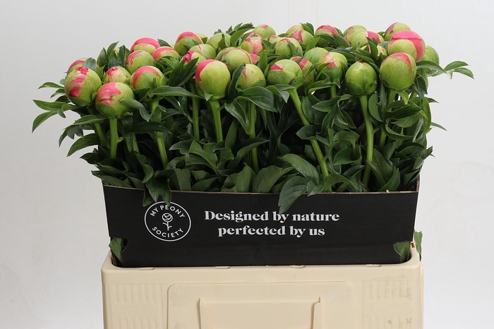 <h4>Paeonia coral sunset XXL</h4>