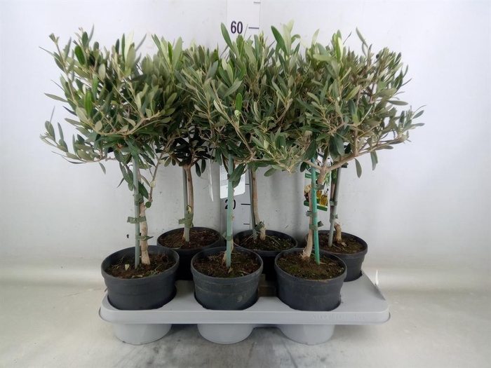 <h4>Olea europaea</h4>