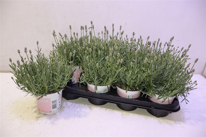 <h4>Lavan An Rosea</h4>