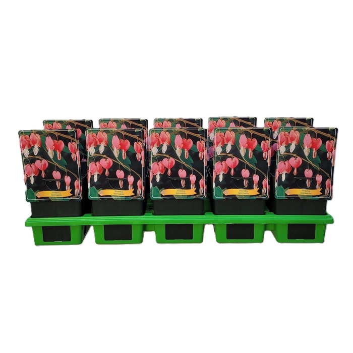 <h4>Dicentra spectabilis</h4>