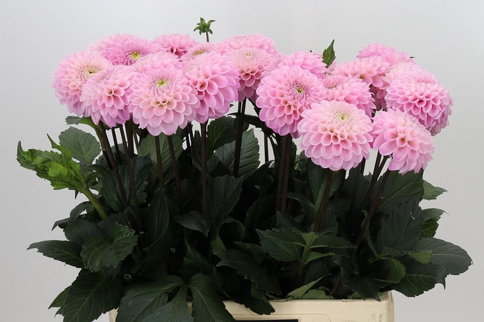 <h4>Dahlia Wizard of Oz</h4>
