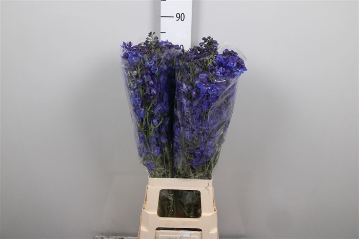 <h4>Delph En Donna (x40)</h4>