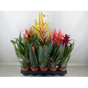 Bromelia   ...mix