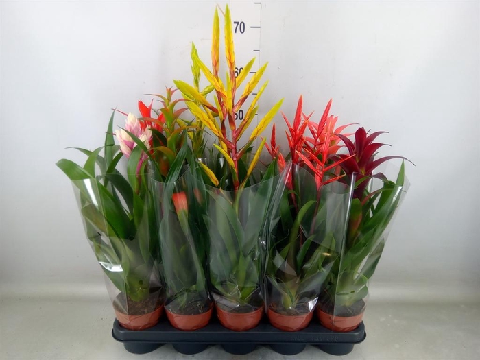 <h4>Bromelia   ...mix</h4>