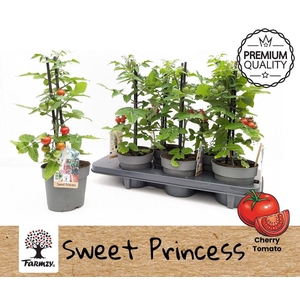 TOMATENPLANTEN