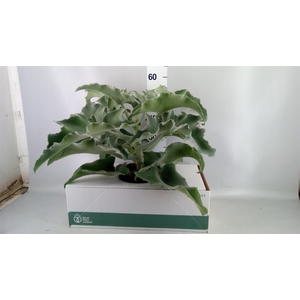Kalanchoe NF beharensis