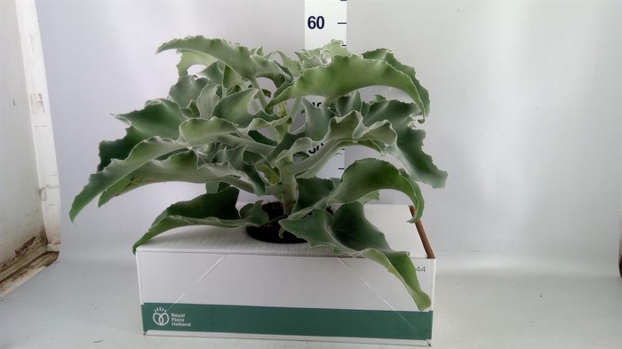 <h4>Kalanchoe NF beharensis</h4>