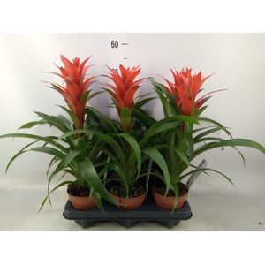 Guzmania  'Ostara'