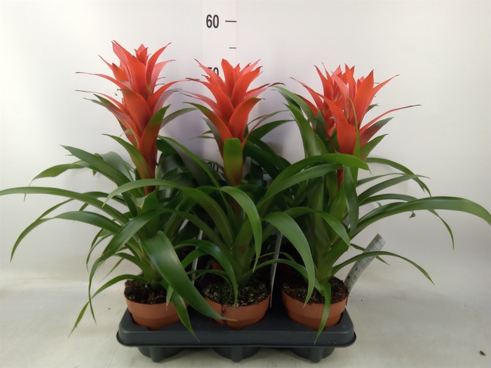 <h4>Guzmania  'Ostara'</h4>