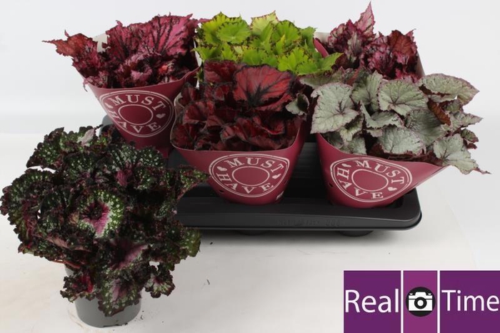 <h4>BEG BEL GEM</h4>