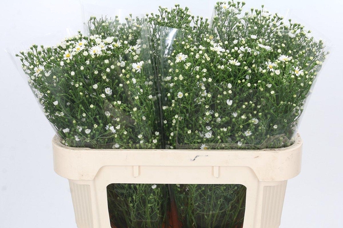 <h4>Aster Paquita</h4>