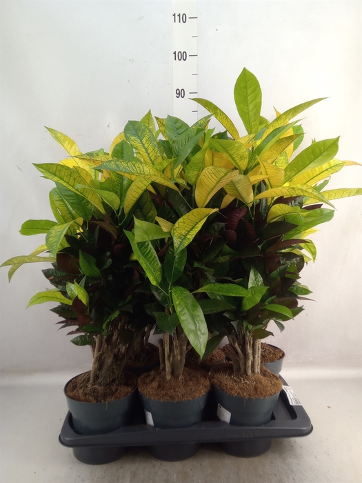 <h4>Codiaeum var. KL 'Mrs Iceton'</h4>