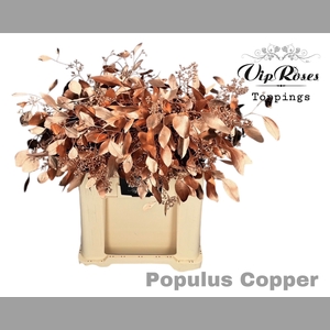 EUCA POPULUS BES COPPER