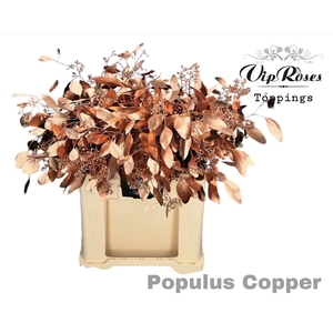 EUCA POPULUS BES COPPER