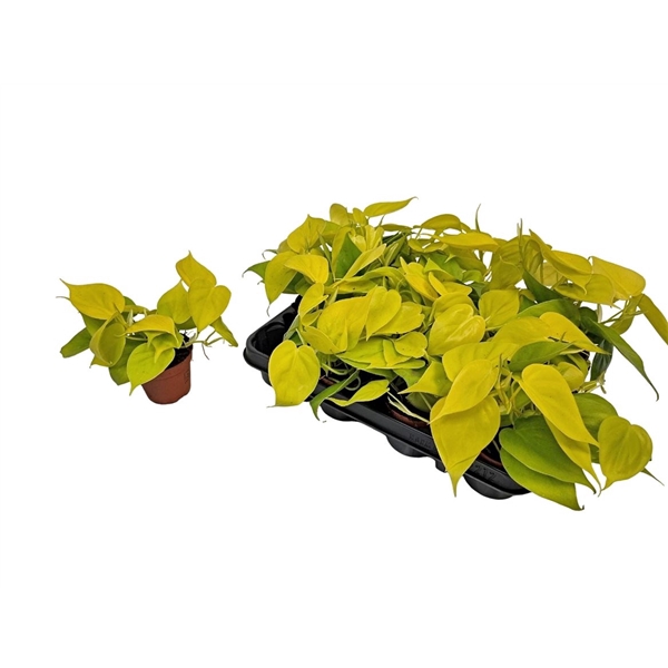 <h4>Philodendron Neon</h4>