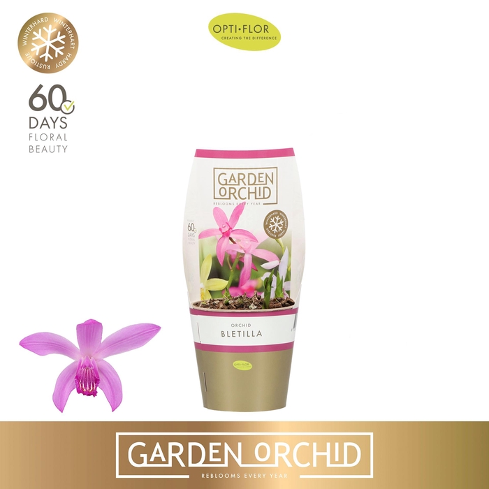 <h4>Garden Orchid Bletilla 3+</h4>