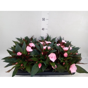 Impatiens NG 'Tamarinda Pink'