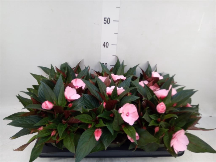 <h4>Impatiens NG 'Tamarinda Pink'</h4>