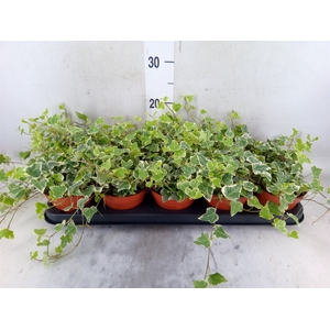 Hedera helix 'White Wonder'