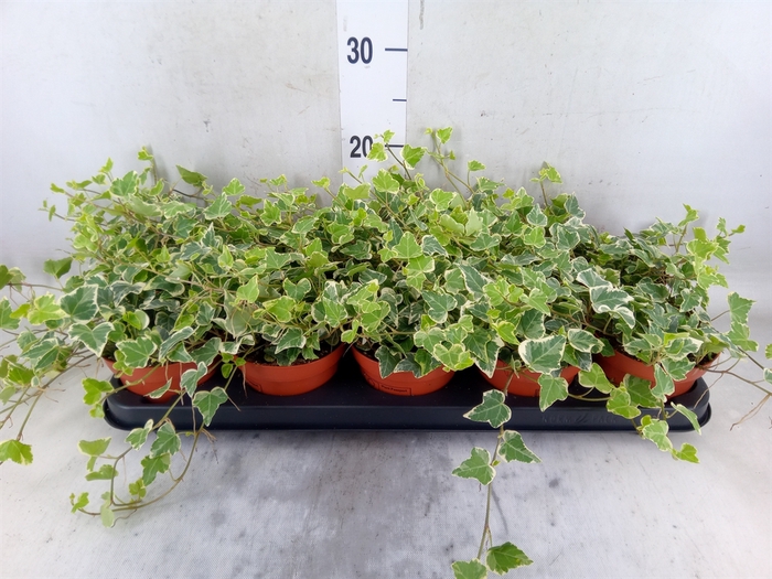 <h4>Hedera helix 'White Wonder'</h4>