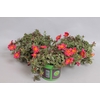 Portulaca Orange Twister