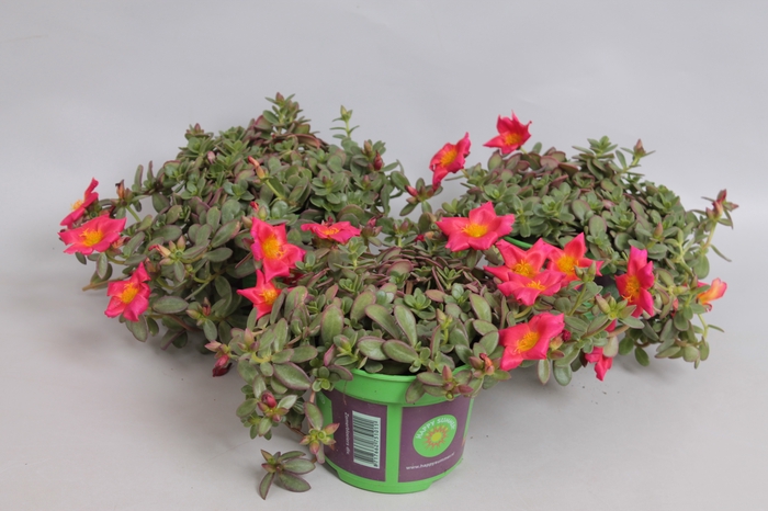 Portulaca Orange Twister