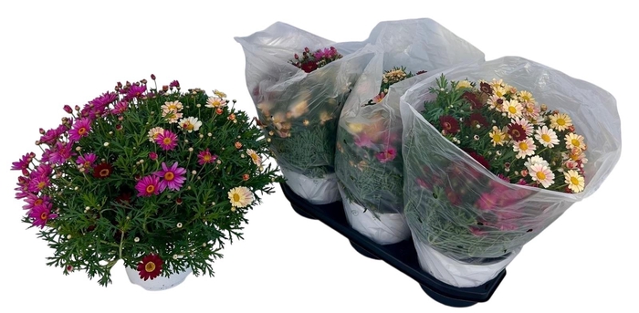 <h4>ARG GEM IN POT</h4>