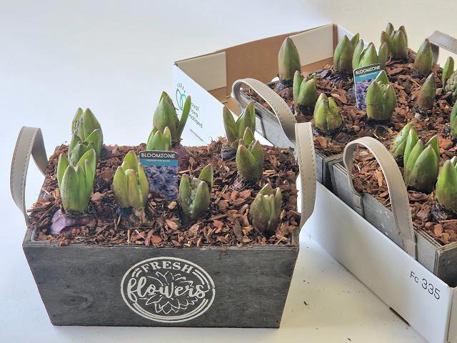 <h4>ARR HYACINTH</h4>