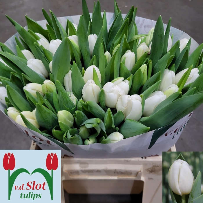 <h4>TU EN ANTARCTICA</h4>