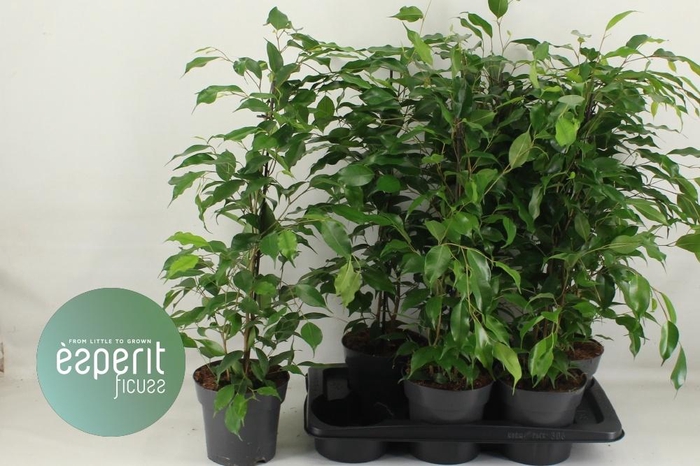 <h4>FIC BE DANITA</h4>