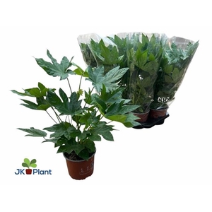 FATSIA OV