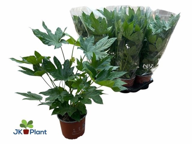 <h4>FATSIA OV</h4>