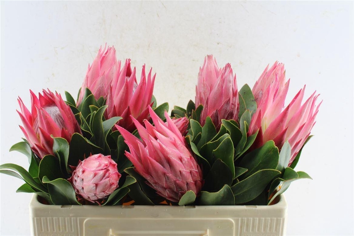 <h4>Protea Cy Madiba</h4>