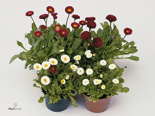 BELLIS PERENNIS GEM